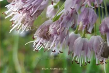 Allium nutans