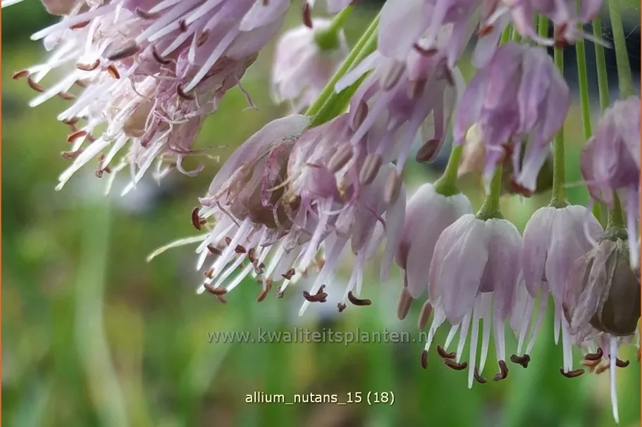 Allium nutans