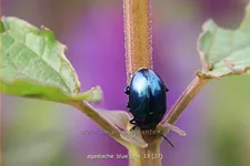 Agastache rugosa 'Blue Boa'