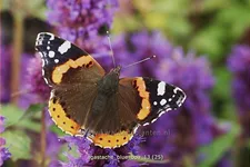 Agastache rugosa 'Blue Boa'