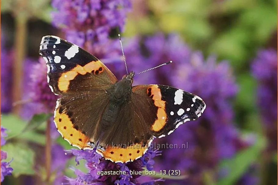 Agastache rugosa 'Blue Boa'
