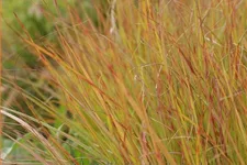 Anemanthele lessoniana