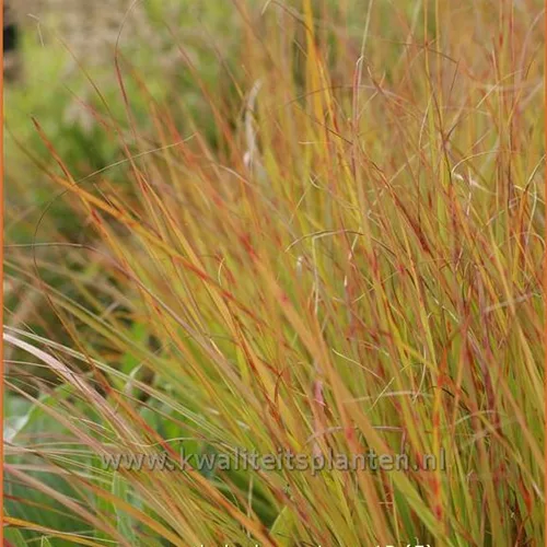 Anemanthele lessoniana