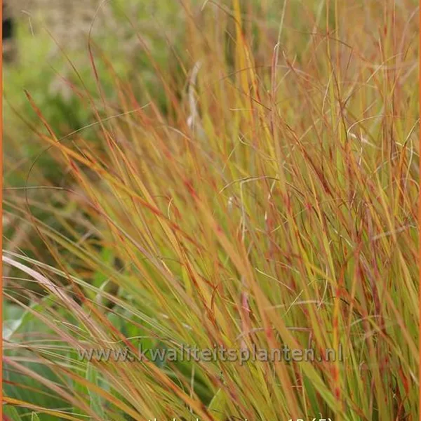 Anemanthele lessoniana