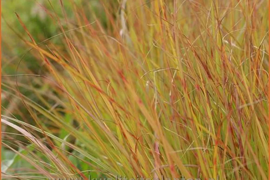 Anemanthele lessoniana