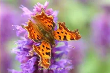Agastache rugosa 'Blue Boa'