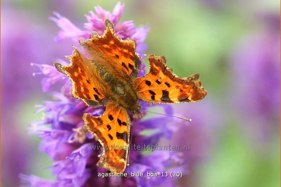 Agastache rugosa 'Blue Boa'