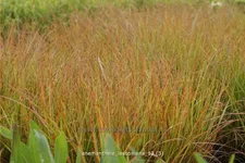 Anemanthele lessoniana