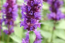 Agastache rugosa 'Blue Boa'