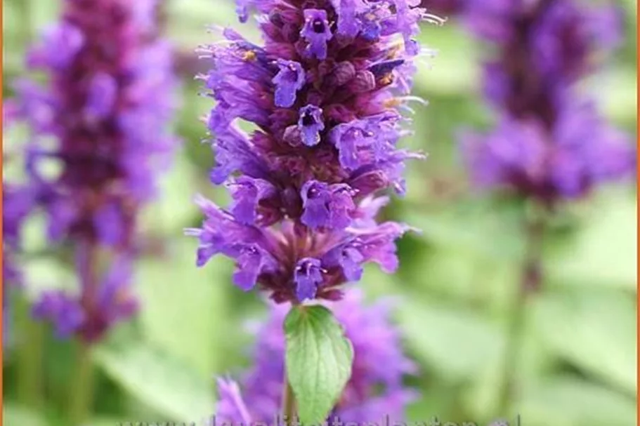 Agastache rugosa 'Blue Boa'