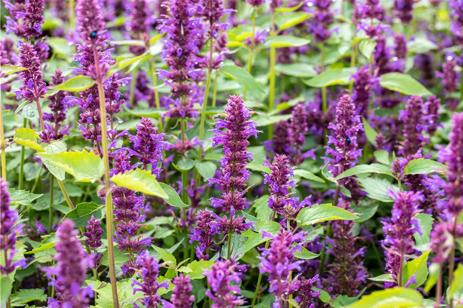 Agastache rugosa 'Blue Boa'
