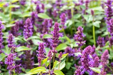 Agastache rugosa 'Blue Boa'
