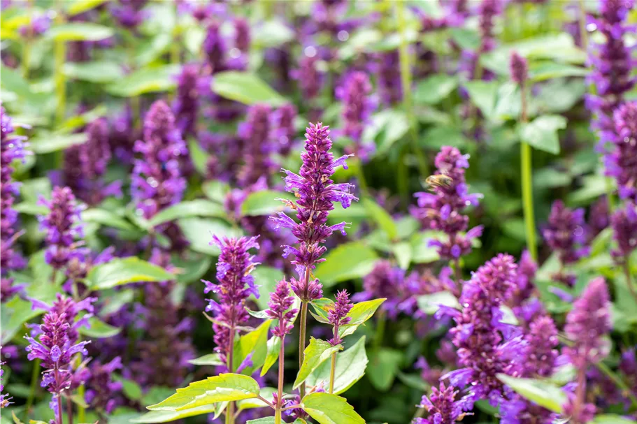 Agastache rugosa 'Blue Boa'