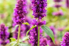 Agastache rugosa 'Blue Boa'