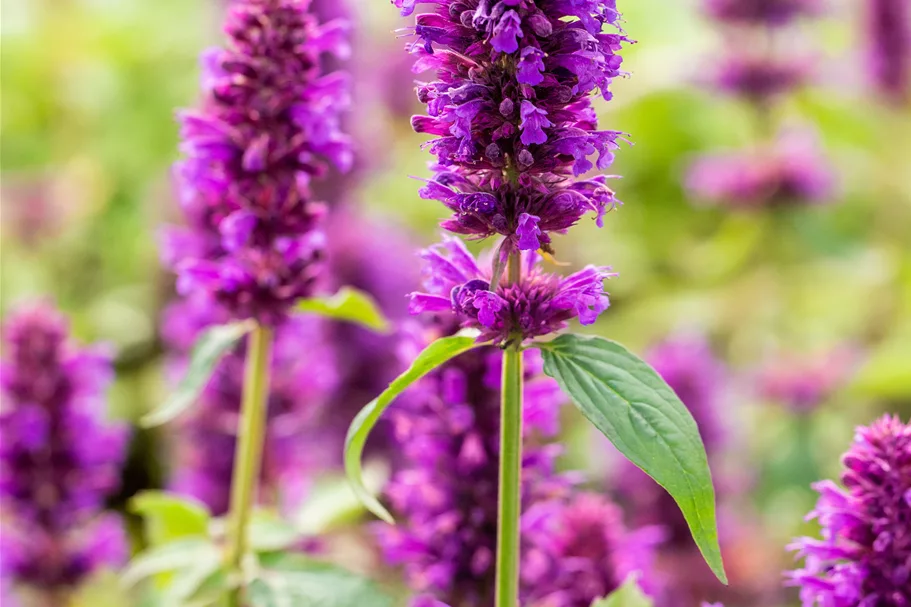 Agastache rugosa 'Blue Boa'