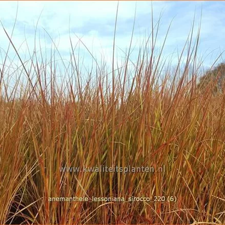 Anemanthele lessoniana 'Sirocco'