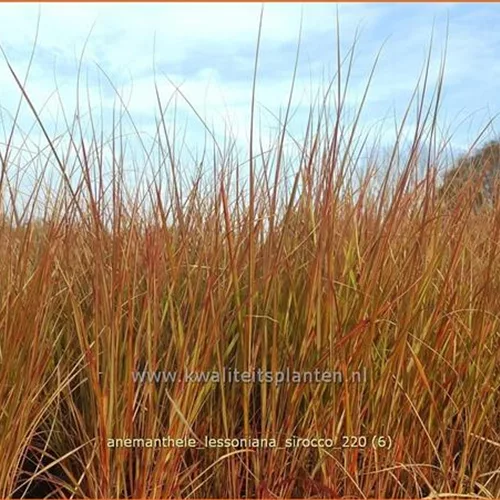 Anemanthele lessoniana 'Sirocco'