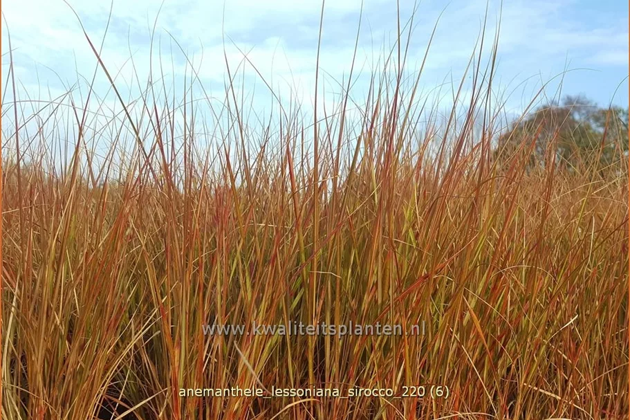 Anemanthele lessoniana 'Sirocco'
