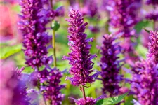 Agastache rugosa 'Blue Boa'
