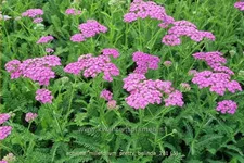 Achillea millefolium 'Pretty Belinda'®