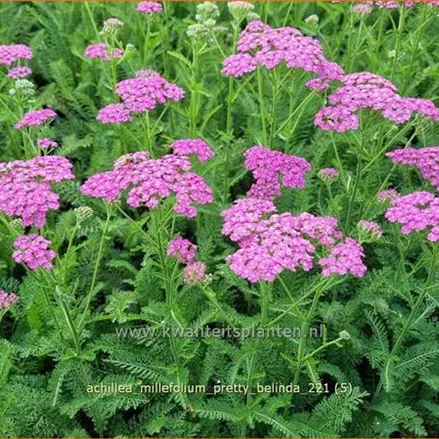 Achillea millefolium 'Pretty Belinda'®