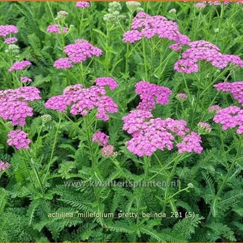 Achillea millefolium 'Pretty Belinda'®