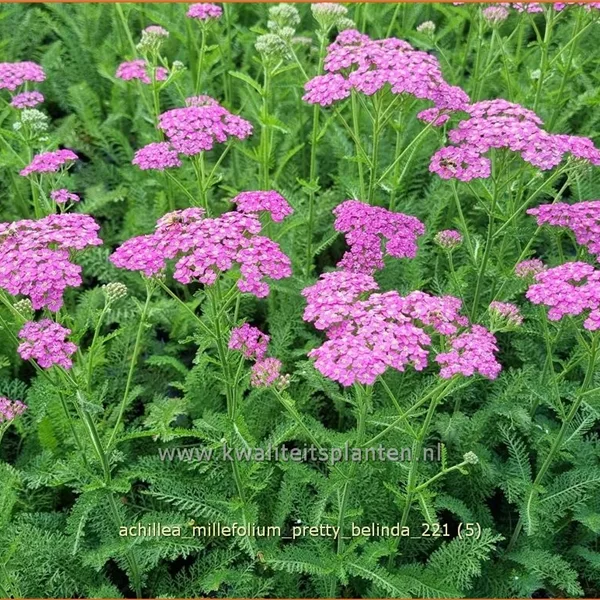 Achillea millefolium 'Pretty Belinda'®
