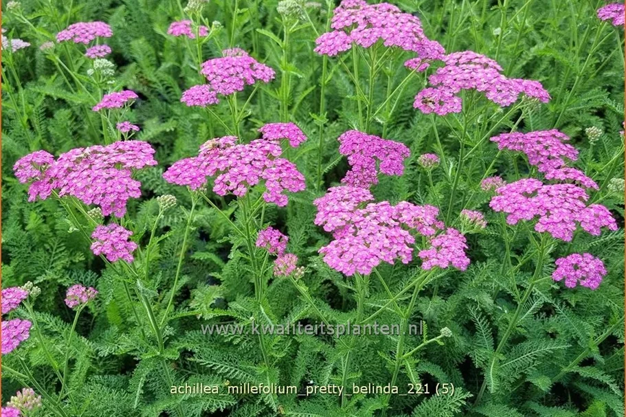 Achillea millefolium 'Pretty Belinda'®