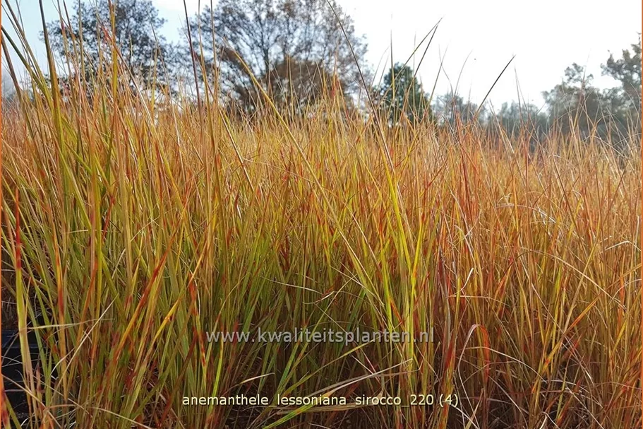 Anemanthele lessoniana 'Sirocco'