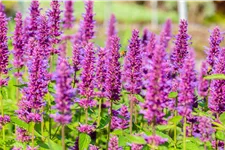 Agastache rugosa 'Blue Boa'