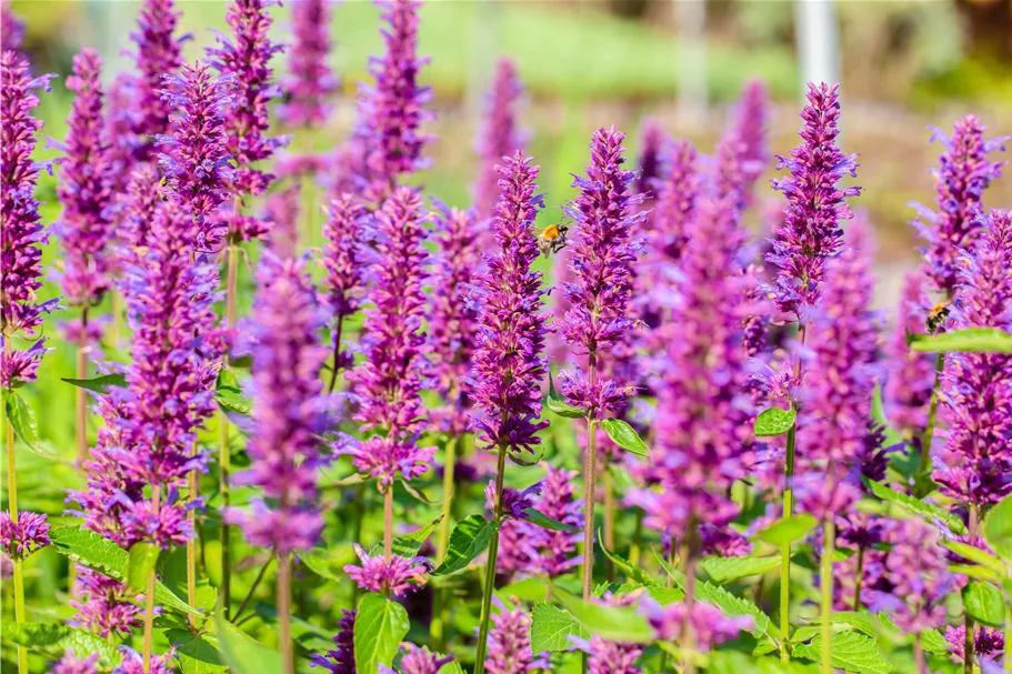 Agastache rugosa 'Blue Boa'