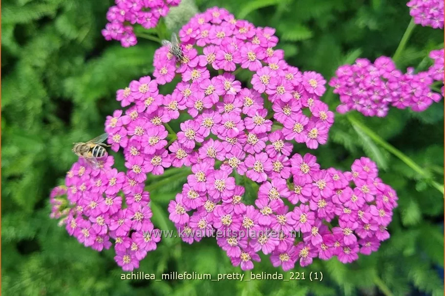 Achillea millefolium 'Pretty Belinda'®