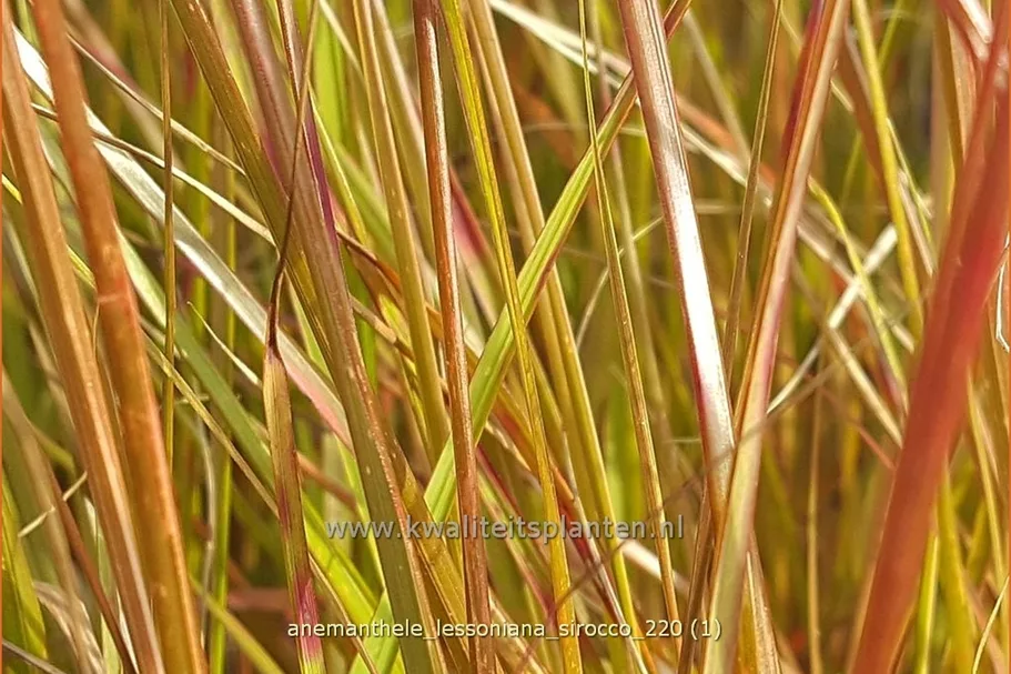 Anemanthele lessoniana 'Sirocco'