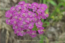 Achillea millefolium 'Pretty Belinda'®