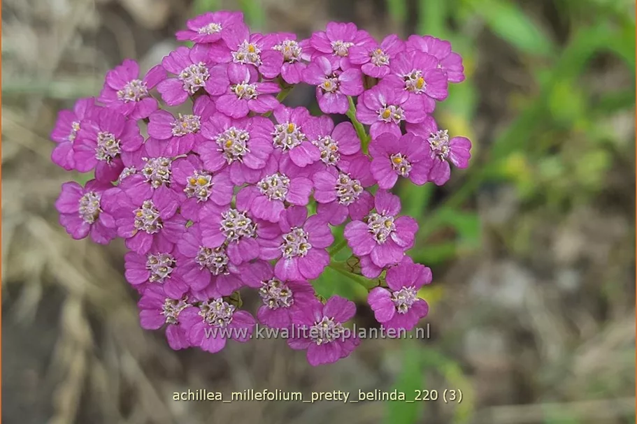 Achillea millefolium 'Pretty Belinda'®