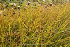 Anemanthele lessoniana 'Sirocco'