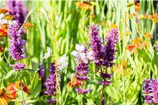 Agastache rugosa 'Blue Boa'