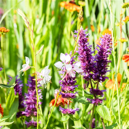 Agastache rugosa 'Blue Boa'