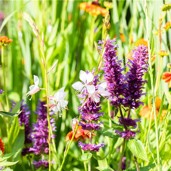 Agastache rugosa 'Blue Boa'