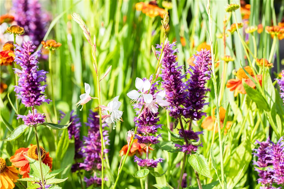 Agastache rugosa 'Blue Boa'