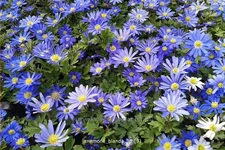 Anemone blanda