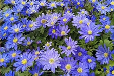 Anemone blanda