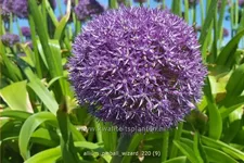 Allium 'Pinball Wizard' (pot 11 cm)