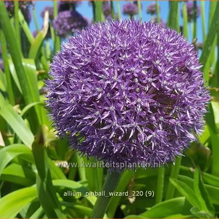 Allium 'Pinball Wizard' (pot 11 cm)