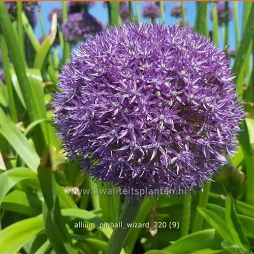 Allium 'Pinball Wizard' (pot 11 cm)