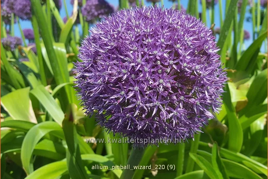 Allium 'Pinball Wizard' (pot 11 cm)
