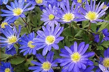 Anemone blanda
