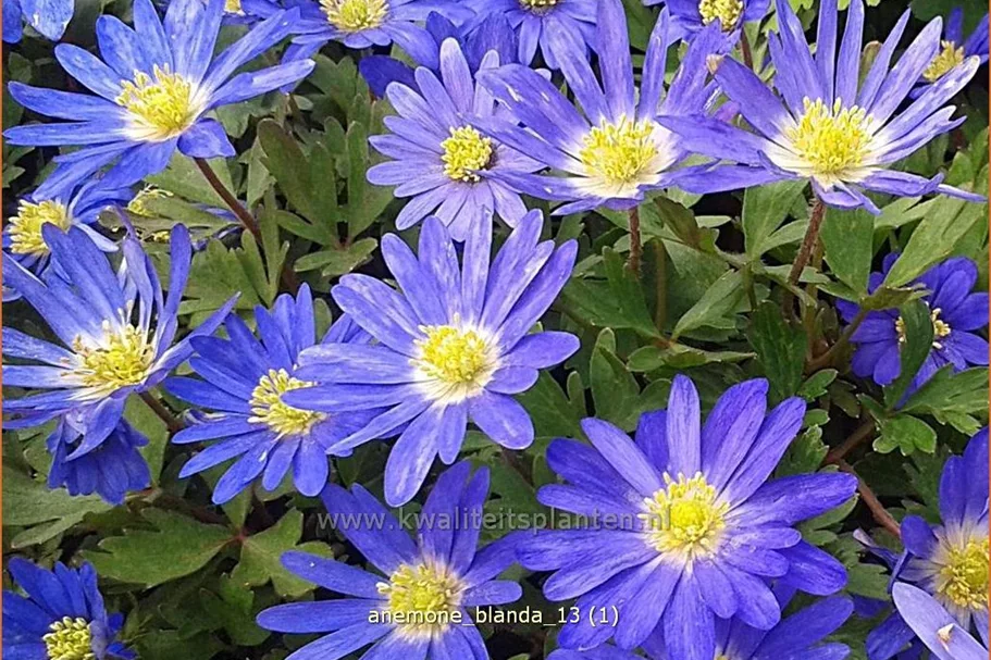 Anemone blanda