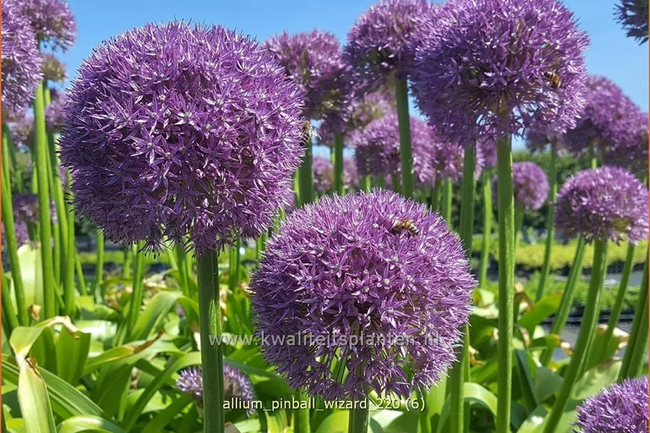 Allium 'Pinball Wizard' (pot 11 cm)