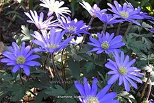 Anemone blanda
